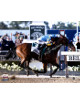 Victor Espinoza signed 11x14 Photo 2015 Belmont Stakes American Pharoah Triple Crown - Steiner Holo